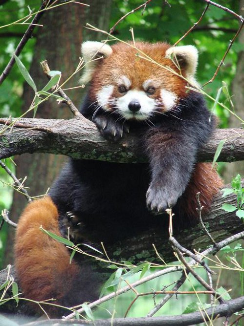 bamboo red panda