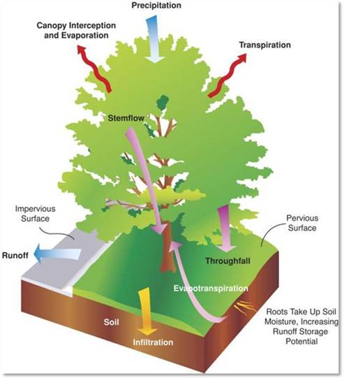 Stormwater Treatment Performance Study UnderwayTwo Silva Cell Sites ...