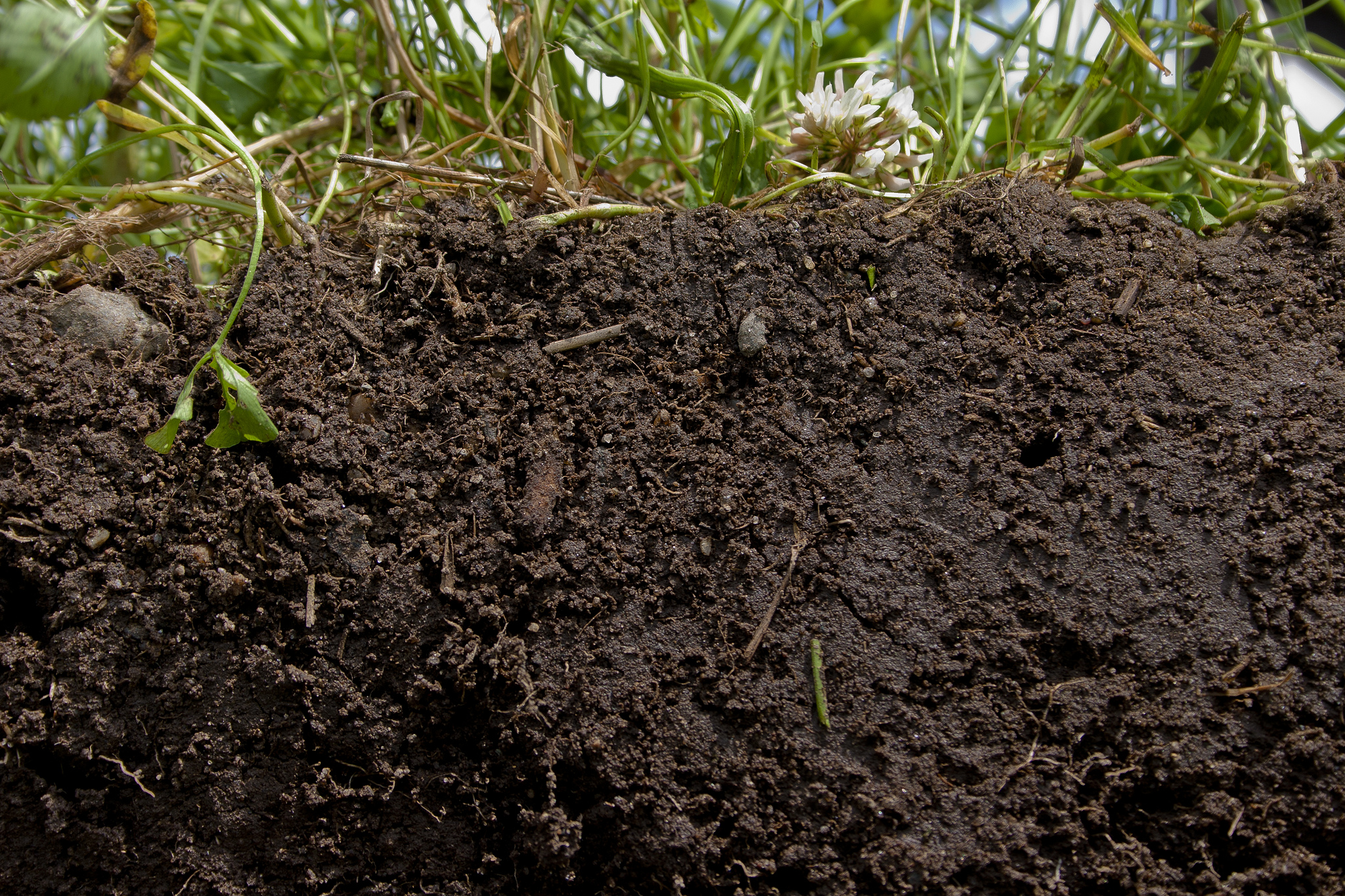 What Is Soil Organic Matter DeepRoot Blog