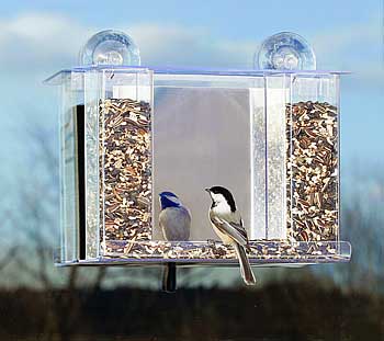 Help Please Advice About My Urban Bird Feeder Deeproot Blog