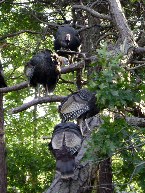 It's Thanksgiving! Turkeys in Trees | DeepRoot Blog