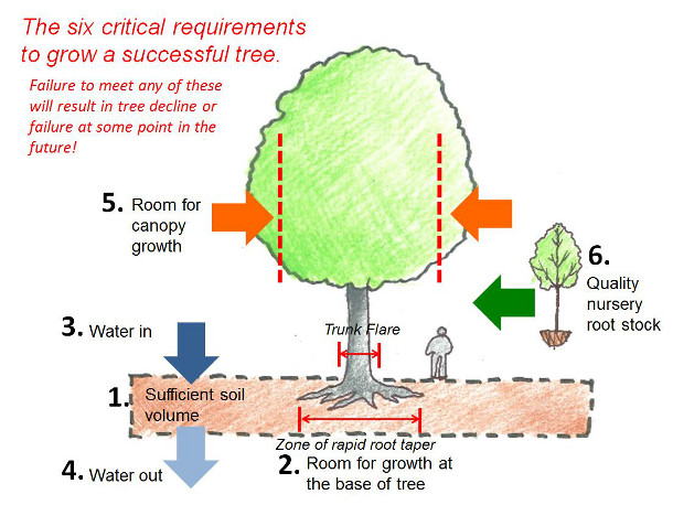 Illustrated Guide To Using Trees and Soils to Manage Stormwater ...