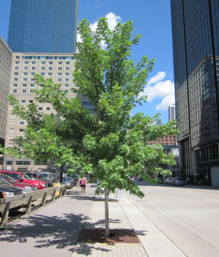 The Space Between the Pavement and the Tree | DeepRoot Blog