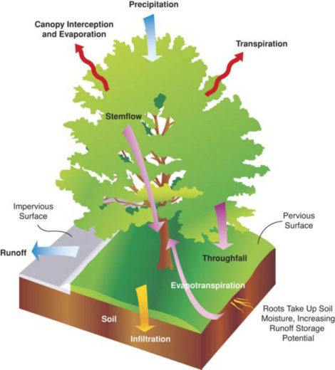 How Do You Calculate Stormwater Credits for Trees? Part 1: Why tree ...