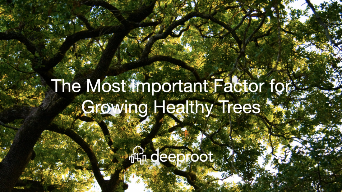 The Most Important Factor for Growing Healthy Trees | DeepRoot Blog