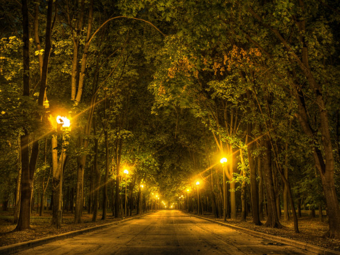 Hit the Lights! Light Pollution’s Negative Impact on Urban Trees ...